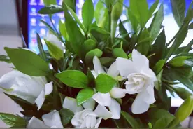 不要轻易离职，在一个公司工作的越久，收获的越多。图片