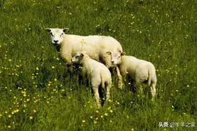 如何护理好新生羔羊？图片