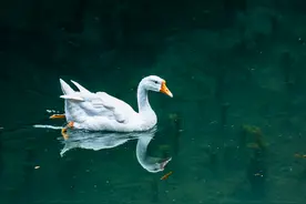 自然生态之美：白毛浮绿水，红掌拨清波图片