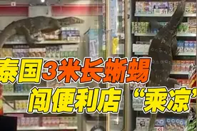 吓一跳！泰国近3米长水蜥蜴闯进便利店“乘凉”图片