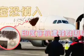 密恐慎入！印度客机遭蜂群围攻→图片