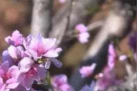 开民宿 售卖农产品……“赏花经济”让多地农民的腰包鼓起来图片
