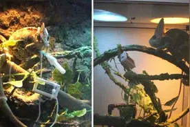 查获35只高冠变色龙！云南森警破获一起非法收购、出售珍贵、濒危野生动物案图片