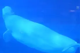 广州这只人工繁育的小白鲸首次和游客见面啦图片