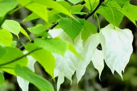 贵州梵净山下“鸽子花”开啦！快来赏一树奇花图片