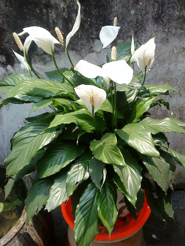白鹤芋的养殖方法和注意事项（白鹤芋的3个养护日常）