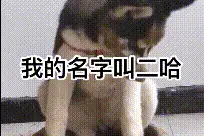 搞笑GIF段子：猫：我应该在车里，不应该在车底图片