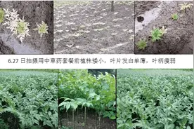 中药套餐用在魔芋上的效果图片