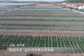 威海市乡村振兴工作现场观摩：泊于现代农业观光生态园图片