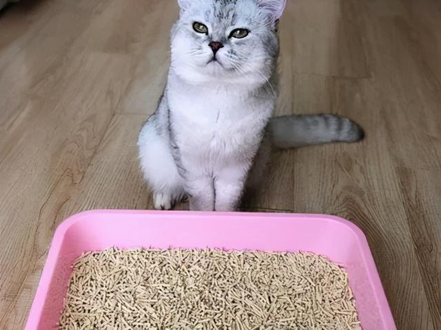 猫吃了豆腐猫砂怎么办
