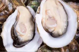 牡蛎和生蚝长得差不多，有啥区别？老板：区别可大了！买错浪费钱图片