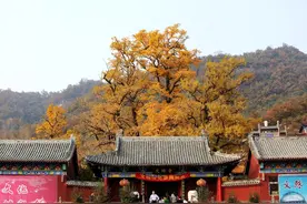 河南最美寺庙，不要门票还免费提供斋饭，5棵银杏被誉为世界树王图片