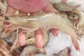 罗氏虾、基围虾、明虾有啥区别？口感差很多，建议弄明白再买图片