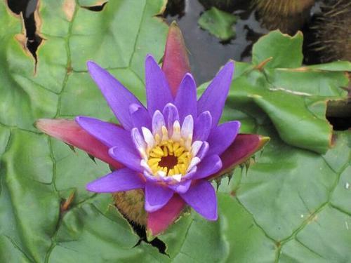 鑺″疄鏄竴绉嶄粈涔堟牱鐨勬鐗? onerror=