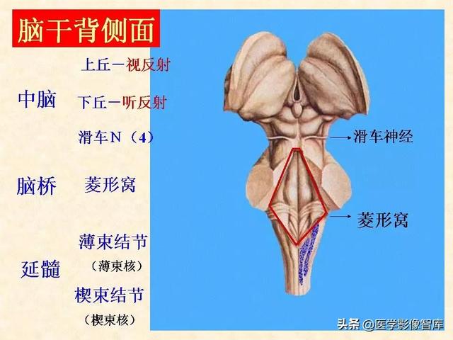 脑干、小脑及间脑解剖