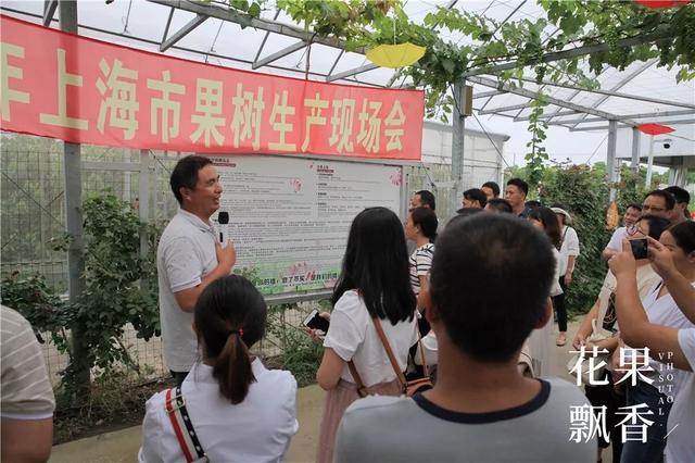 谈恋爱、听音乐、坐月子……这家果园的管理方式太奇葩