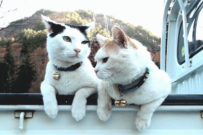 影响犬猫皮毛的营养因素蛋白质、氨基酸、脂肪酸、矿物质、维生素