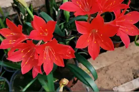 球根花卉“紫根兰”，美不输朱顶红，一年开几次，封闭阳台也能养图片