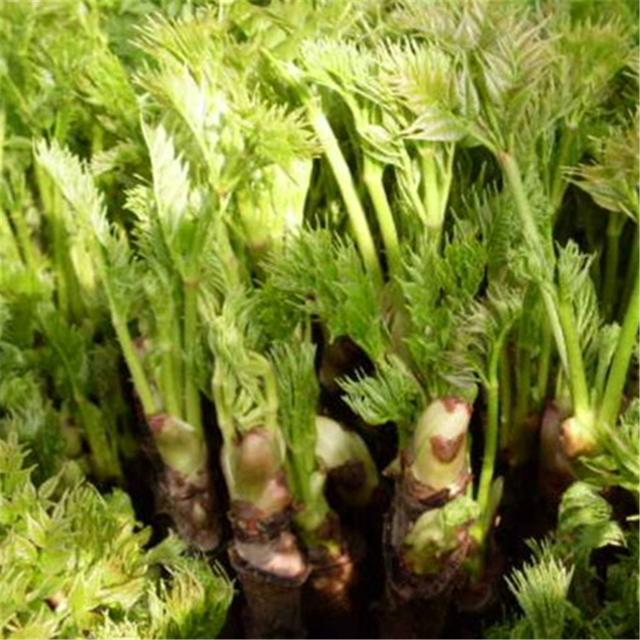 素有“东北竹笋”美称的龙牙楤木栽培方法，5分钟读懂，请收藏