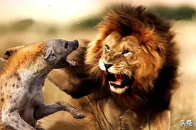 人若碰到“掏肛大王”鬣狗怎么办？是拔腿就跑，还是下蹲捡石头？图片