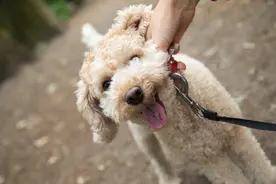 在德国养狗，规矩多多图片