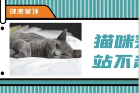 从瘫痪到死亡只有几小时，猫血栓到底有多凶险？图片