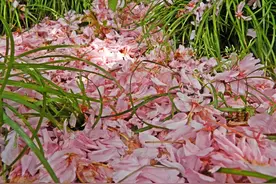 一封情书致最爱的你：想你，想你，好想好想你，你永远住在我心里图片