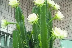盆栽龙骨开花了，只要做好4要素，花期从夏开到秋末图片
