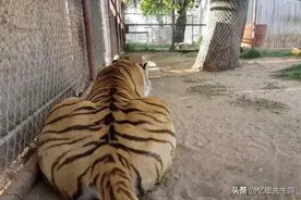 有人举报动物园用“猫”冒充老虎，网友看完视频笑哭“确定无疑”图片