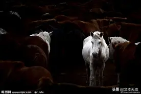 白马的象征意义，马超骑的是白马吗？图片