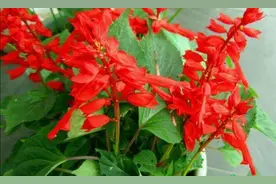 农村院子里，常栽种6种花，开花漂亮又好养图片