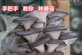 手把手教您在家种蘑菇，比养花还要简单，7天就能食用图片
