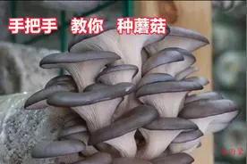 手把手教您在家种蘑菇，比养花还要简单，7天就能食用图片