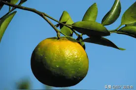 橘子怎么挑？记住4个挑选方法，更容易买到甜橘子，不花冤枉钱图片