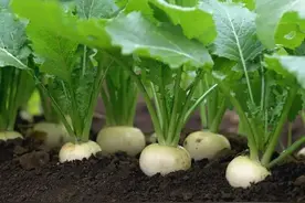 若在阳台上栽种大头菜，一年中任何时候都可以收获图片