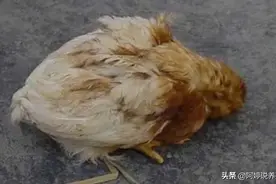 鸡群得了鸡瘟怎么办？该怎么治疗图片