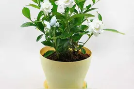 栀子花底部发芽是怎么回事，该怎么办？图片