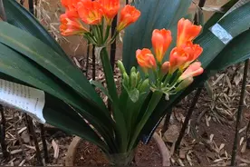 用水果酵素浇花，养什么都适合，效果比生长水好，还不用多花钱图片