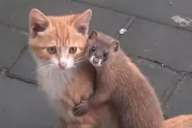 黄鼠狼和猫都是灭鼠高手，如果它们正面冲突，黄鼠狼打得赢吗？图片