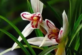 兰花叶子开裂怎么回事图片