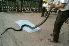 眼镜王蛇有多恐怖？脾气大不说还聪明，竟然数我国的最强图片