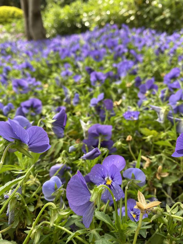 公园花花草草提现春意盎然生涯无处不出色