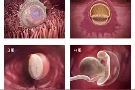 受精后1－36周，胎宝是如何成长的？带你用一组图感受生命的神奇图片