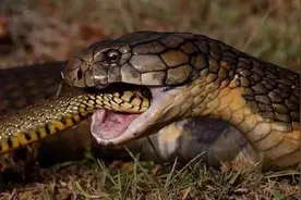 “过山风”凭什么被称为“毒蛇克星”，只是因为它能免疫蛇毒吗？图片