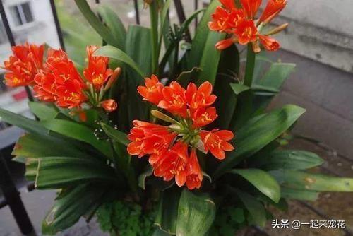 想要植物长得好，一种花肥炒一炒，养花盆底垫一些，3年不用施肥