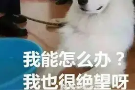 走丢的萨摩耶直闯派出所，蹭吃蹭喝了一个月，警察直言要被吃穷了图片