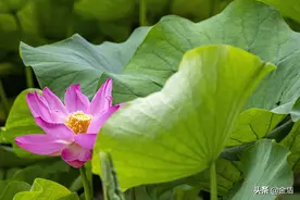 荷花香淡淡，清香远溢，如丝如缕图片