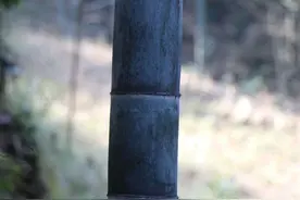 故乡原风景--峰山野生资源欣赏图片