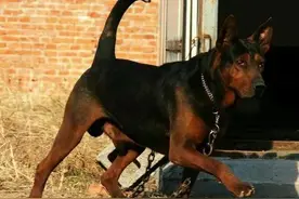 2块钱买下濒死的癞皮狗，1年多精心喂养，长成威风凛凛的黑将军图片