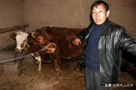 32万买10头大母牛，3年收入43万，10头大母牛还在手，咋做的呢图片